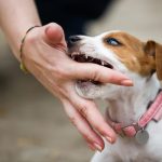 how-to-train-a-puppy-not-to-bite-canna-pet