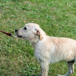 how-to-train-a-stubborn-dog-canna-pet