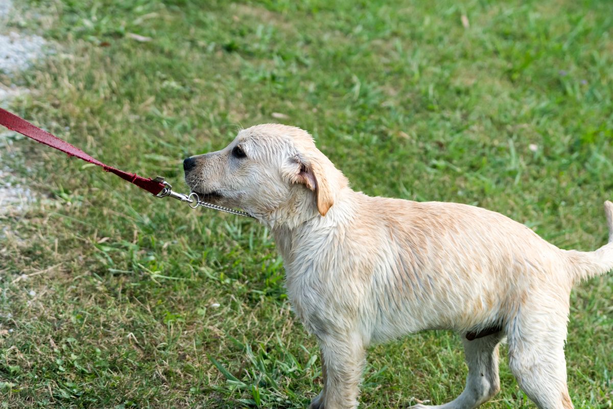How to Train a Stubborn Dog CannaPet®