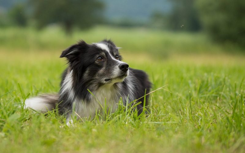 immune-mediated-disease-in-dogs-canna-pet