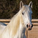 lameness-in-horses-canna-pet