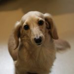 liver-cancer-in-dogs-canna-pet