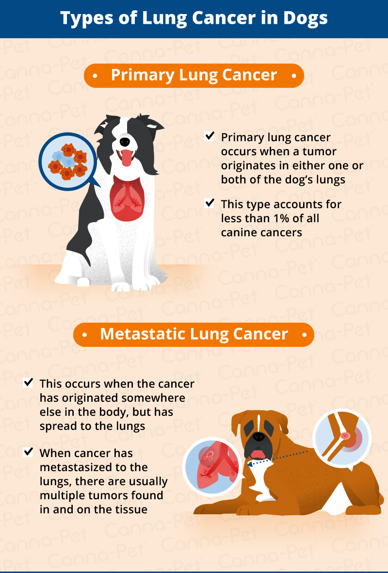 is lung cancer painful for dogs