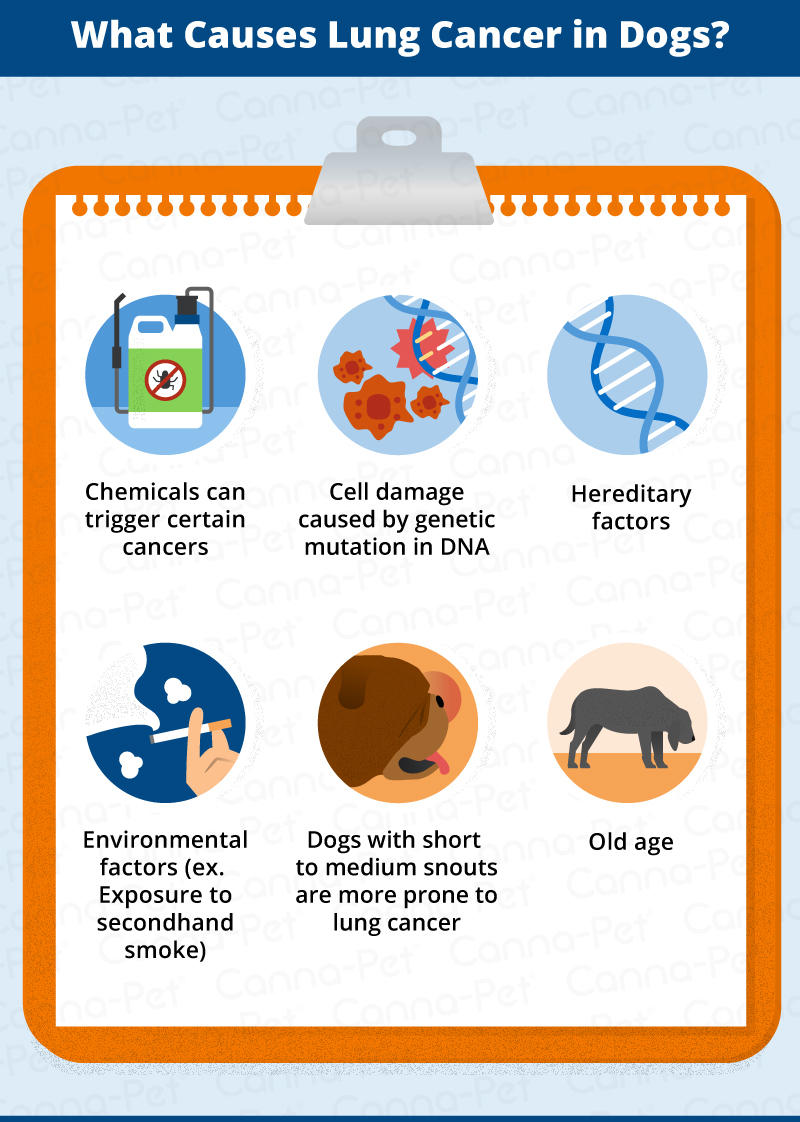 what causes lung cancer in dogs?