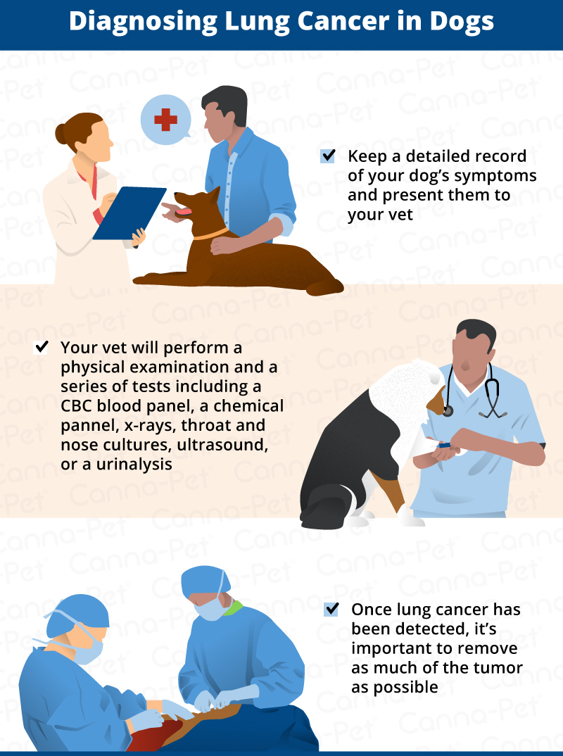 diagnosing lung cancer in dogs