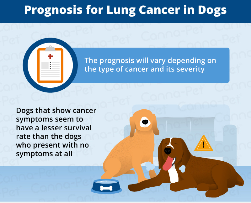 prognosis for lung cancer in dogs