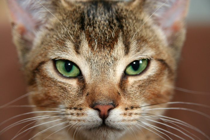 Feline Lymphoma: Causes & Symptoms | Canna-Pet®