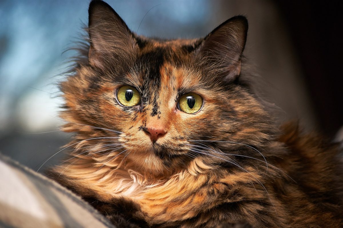 Pancreatic Cancer In Cats Signs Symptoms Canna Pet