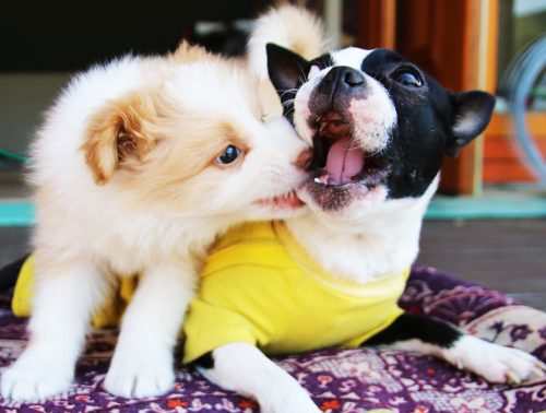 puppy-biting-canna-pet