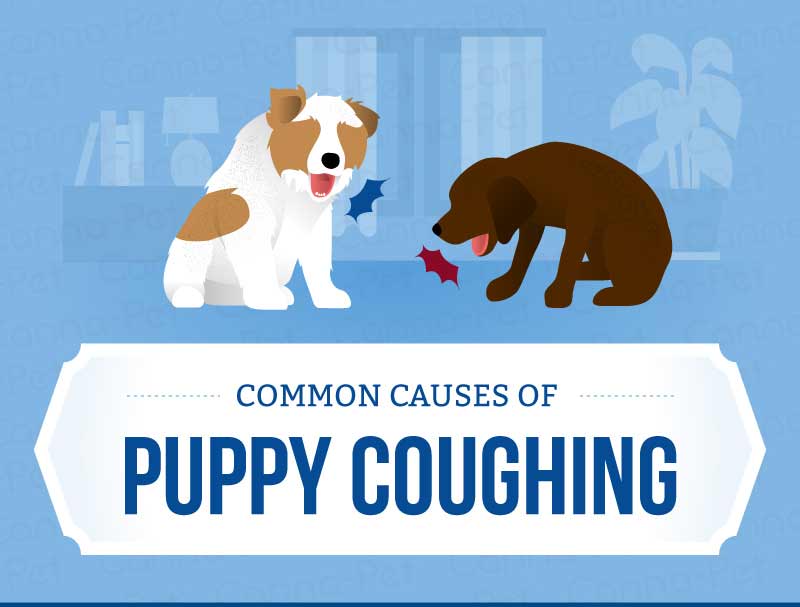 causes of puppy coughing