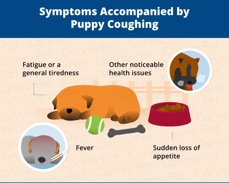 Common Causes of Puppy Coughing CannaPet®