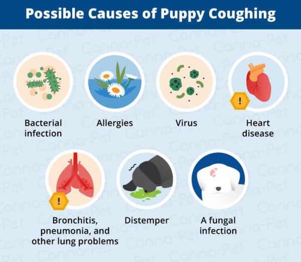 Common Causes of Puppy Coughing CannaPet®
