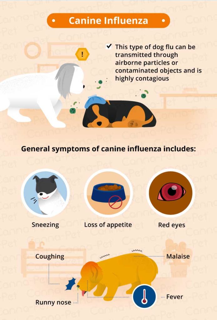 Common Causes of Puppy Coughing | Canna-Pet®