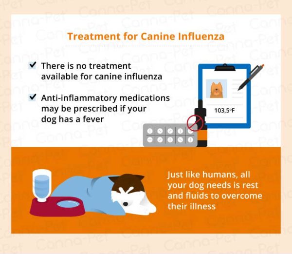 Common Causes of Puppy Coughing CannaPet®