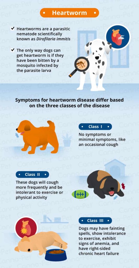 Common Causes of Puppy Coughing | Canna-Pet®