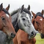 separation-anxiety-in-horses-canna-pet