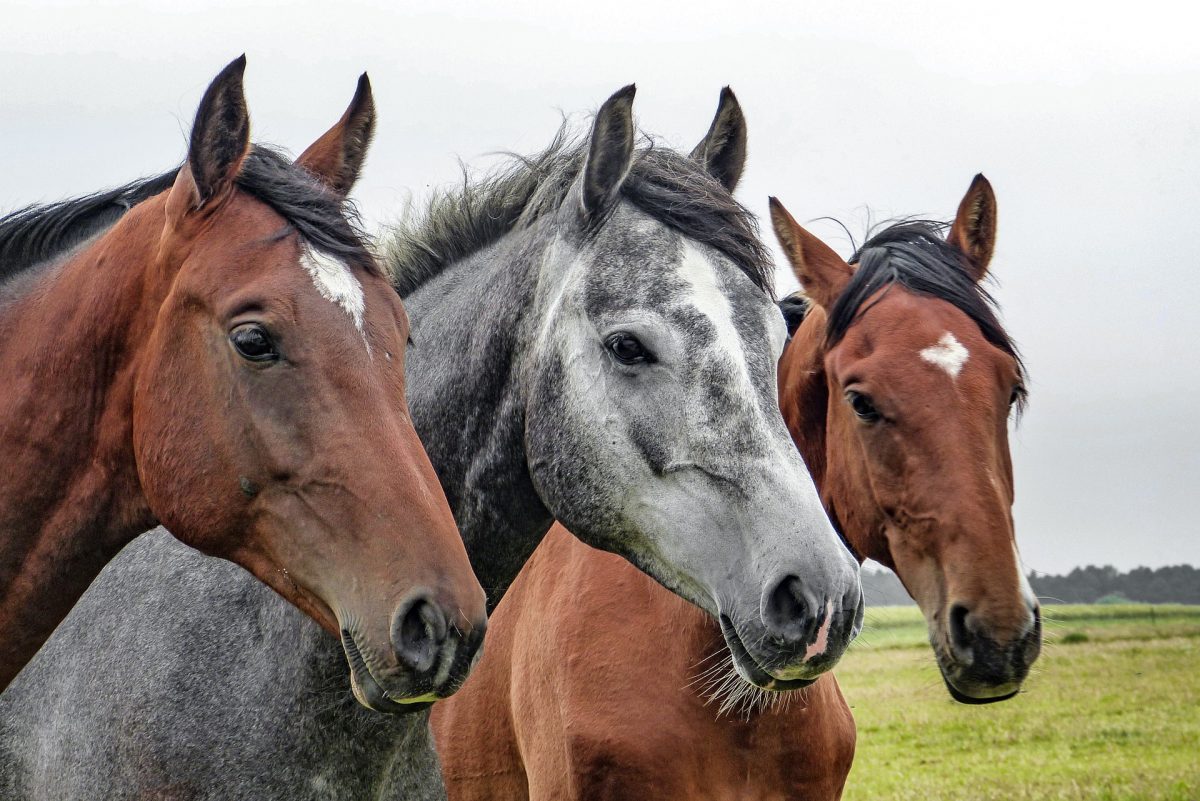 separation-anxiety-in-horses-canna-pet