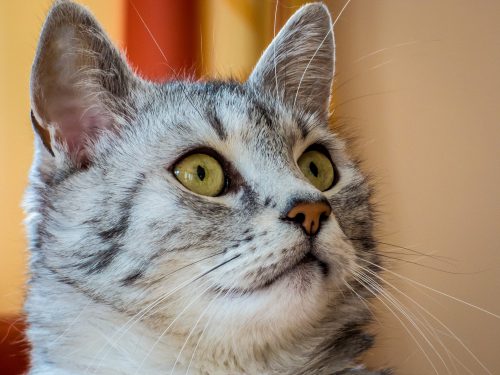 signs-of-cat-cancer-canna-pet