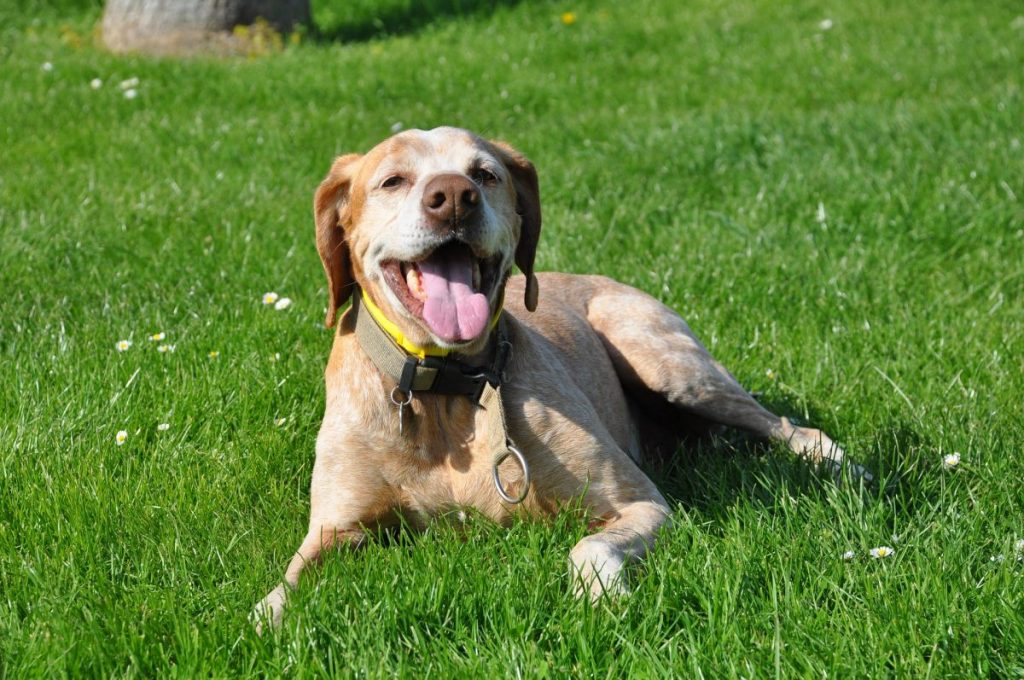 Weak Bones In Dogs Understanding The Causes Canna Pet 