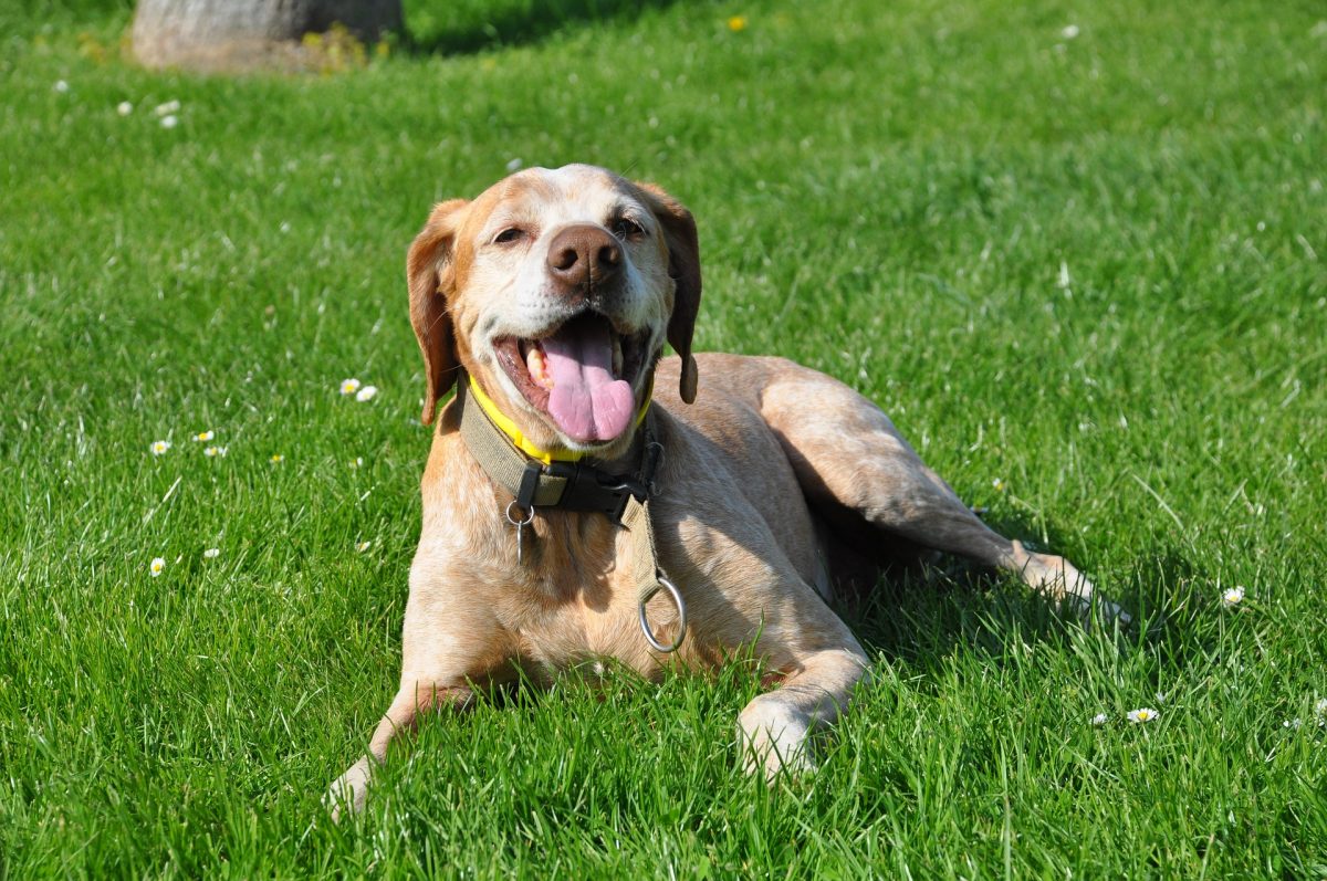  Weak Bones In Dogs Understanding The Causes Canna Pet 