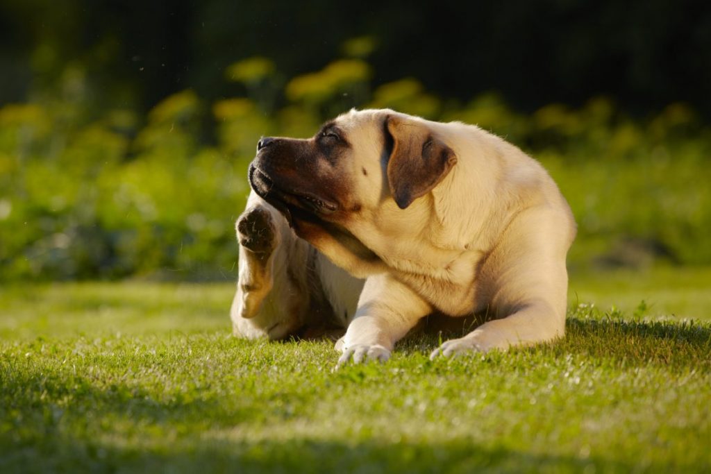 What Are Those Bumps On Your Dog s Skin Canna Pet 