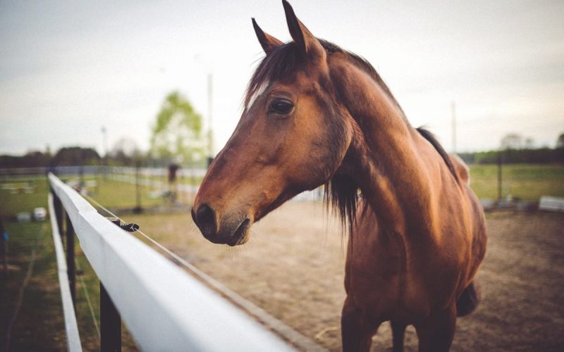 what-to-do-when-horse-has-colic-canna-pet