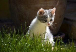 Why Is Your Kitten Coughing So Much? | Canna-Pet®