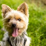 20 longest living dog breeds_canna-pet