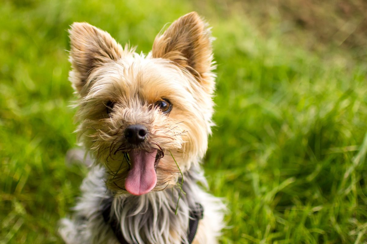 Top 20 Longest Living Dog Breeds | Canna-Pet®
