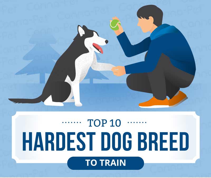 top 10 hardest dog breed to train