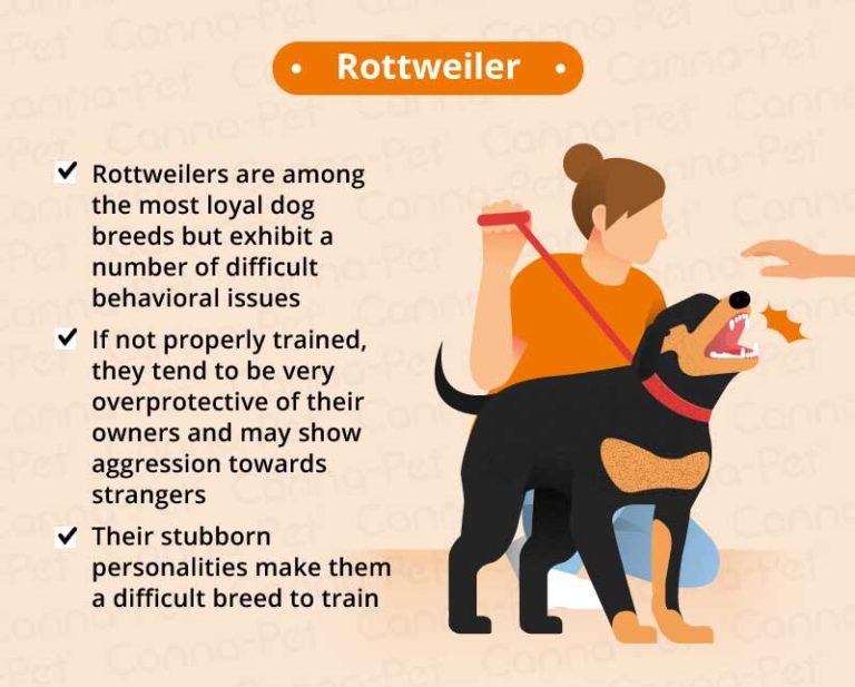 Top 10 Hardest Dog Breeds to Train CannaPet®