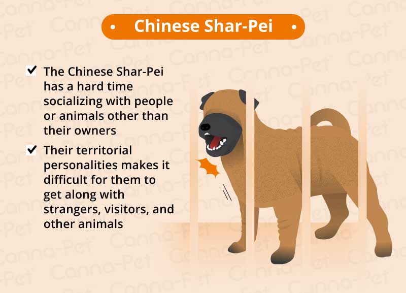 chinese share-pei