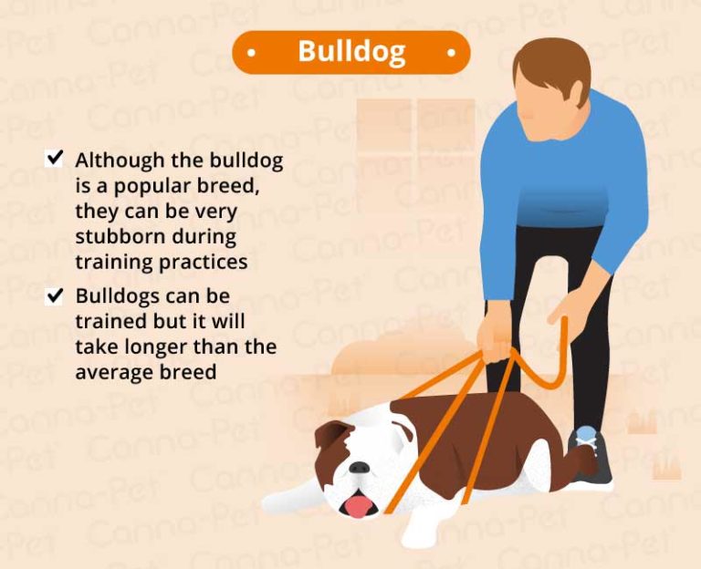 Top 10 Hardest Dog Breeds to Train | Canna-Pet®