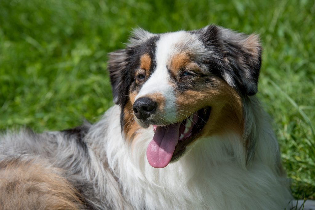 are australian shepherds prone to hair loss