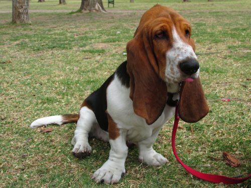 basset hound friendly dog breed_canna-pet