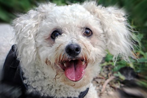 bichon frise affectionate dog breed_canna-pet