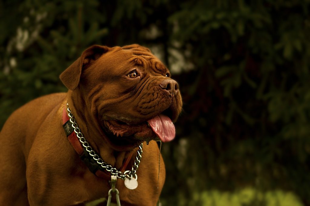 biggest dog breeds_canna-pet
