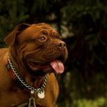 biggest dog breeds_canna-pet