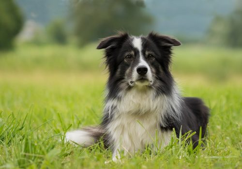 border collie healthy dog breed_canna-pet