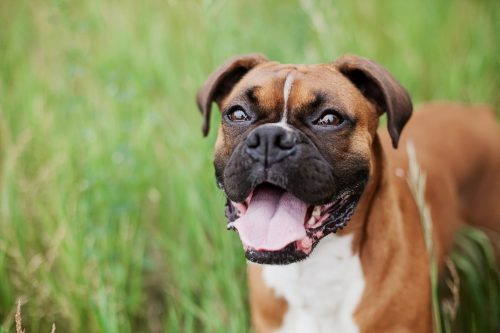 boxer friendly dog breed_canna-pet