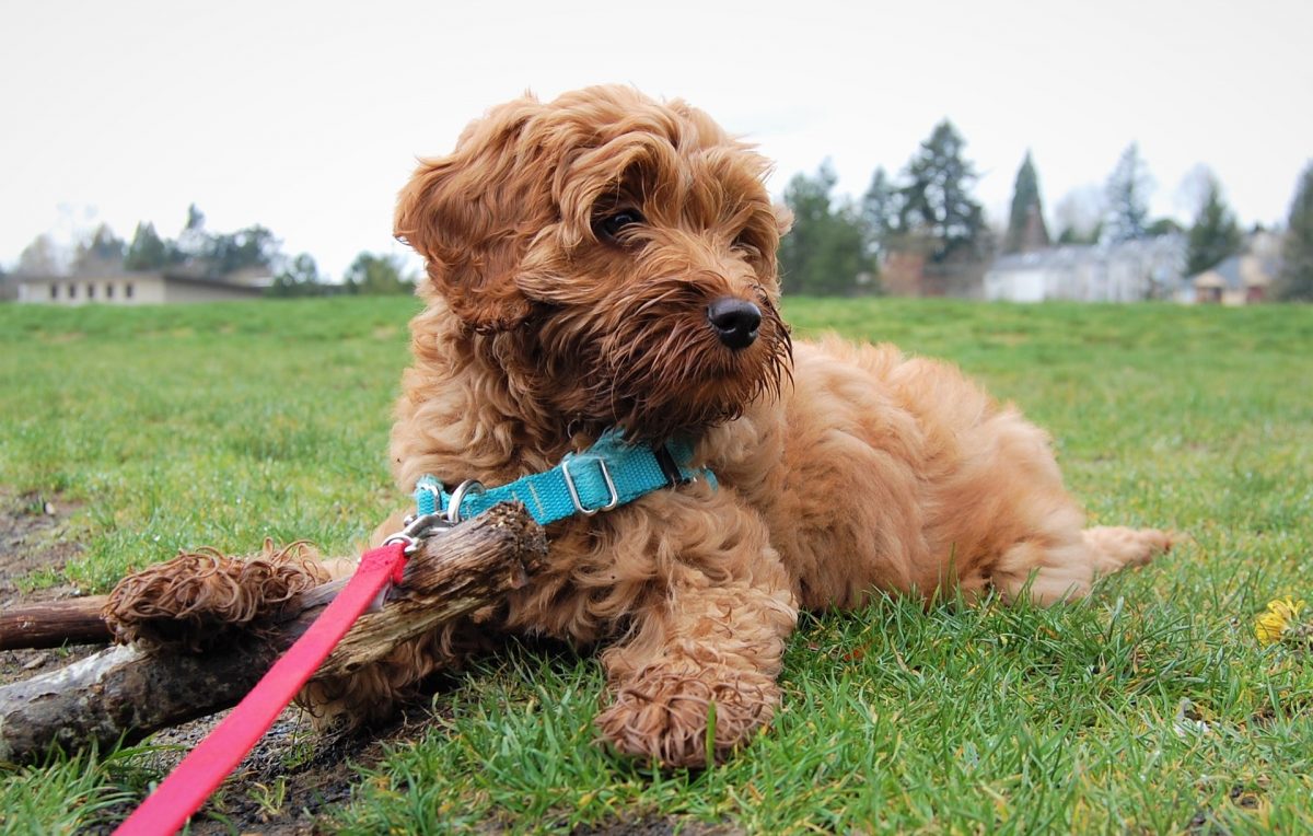 best dog collars for puppies