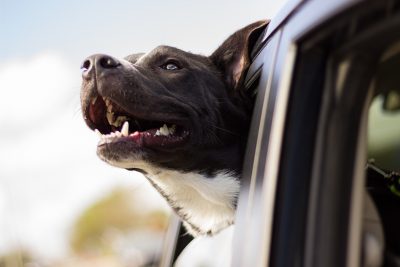 dog travel safety tips_canna-pet
