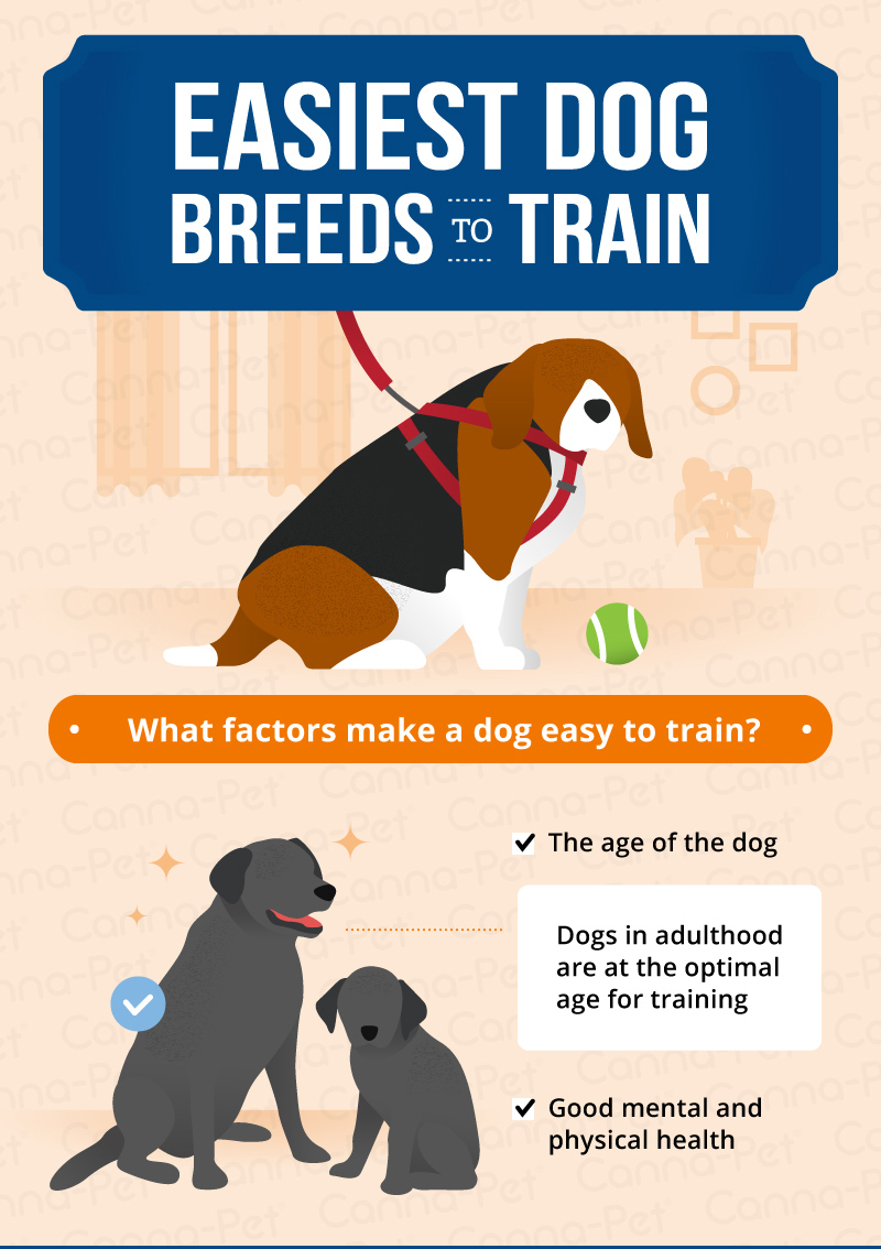 easiest dog breeds to train/what factors make a dog easy to train