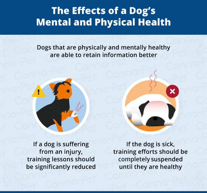 the effects of a dogs mental and physical health 