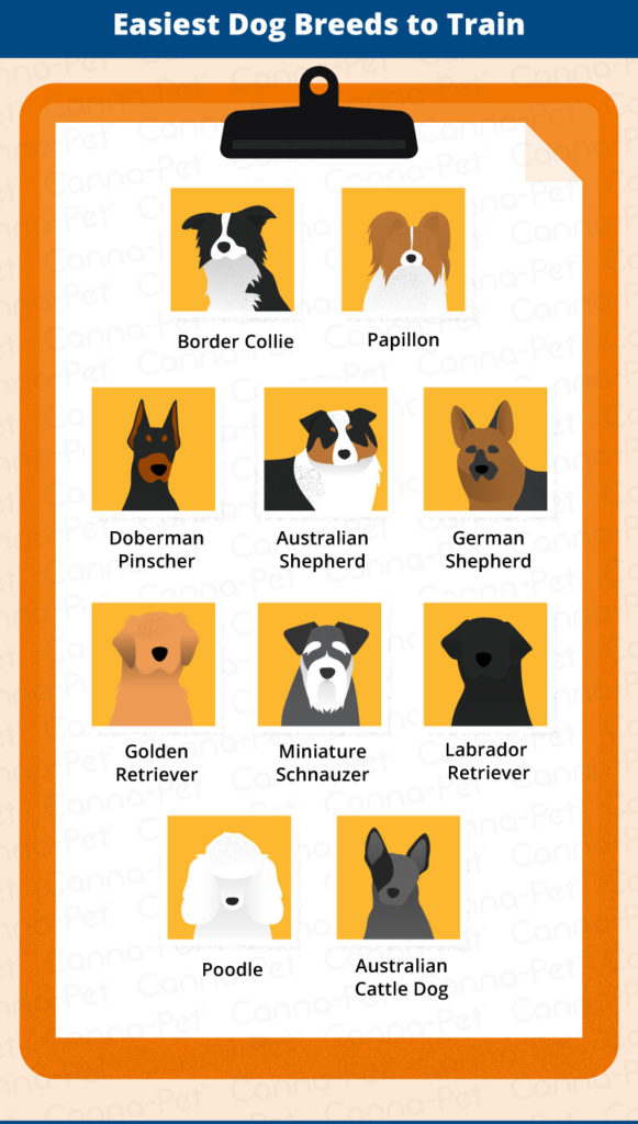 Top 10 Easiest Dogs to Train CannaPet®
