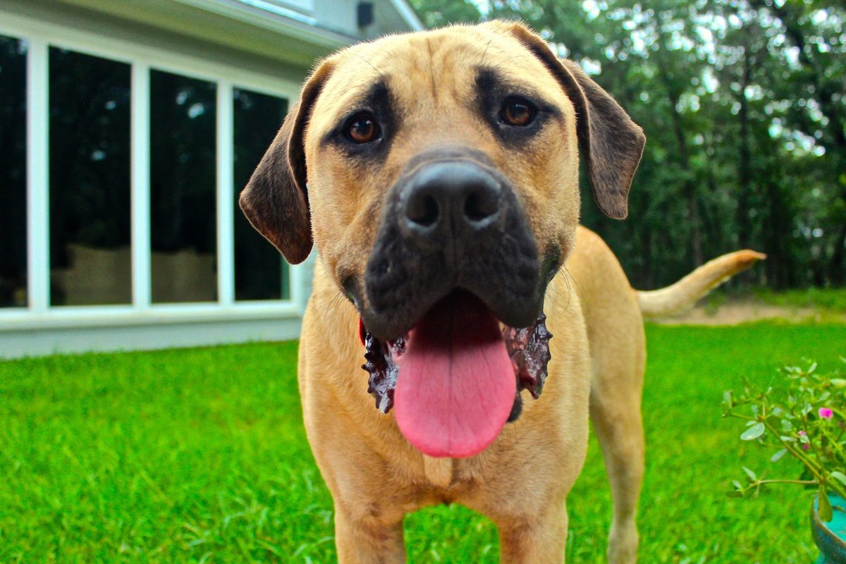 Top 20 Friendliest Dog Breeds | Canna-Pet®
