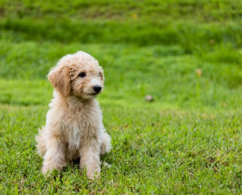 goldendoodle friendly dog breed_canna-pet