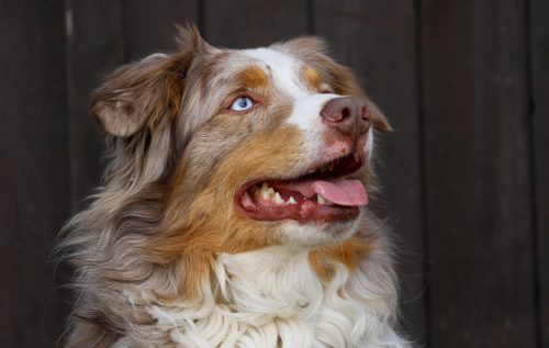 Australian Shepherds: Beautiful, Colorful & Arthritis Issues