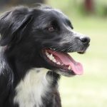 healthiest dog breeds_canna-pet