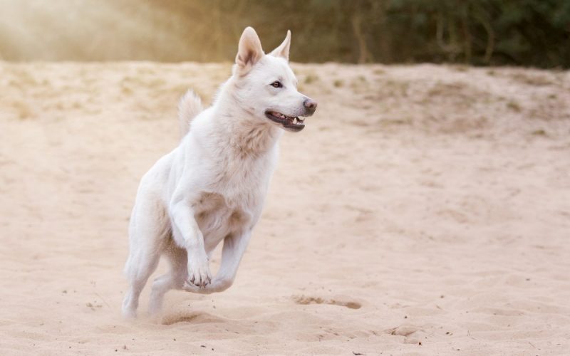 how to calm a hyperactive dog_canna-pet